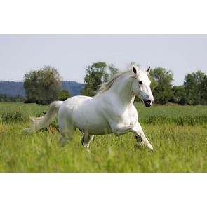 Fotomural caballo blanco
