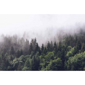 Fotomural Árboles en la niebla