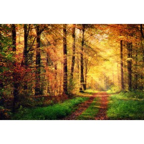Fotomural bosque en otoño